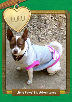 Lulu-1